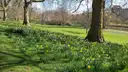Daffodils in spring grass beneath large trees in a London park