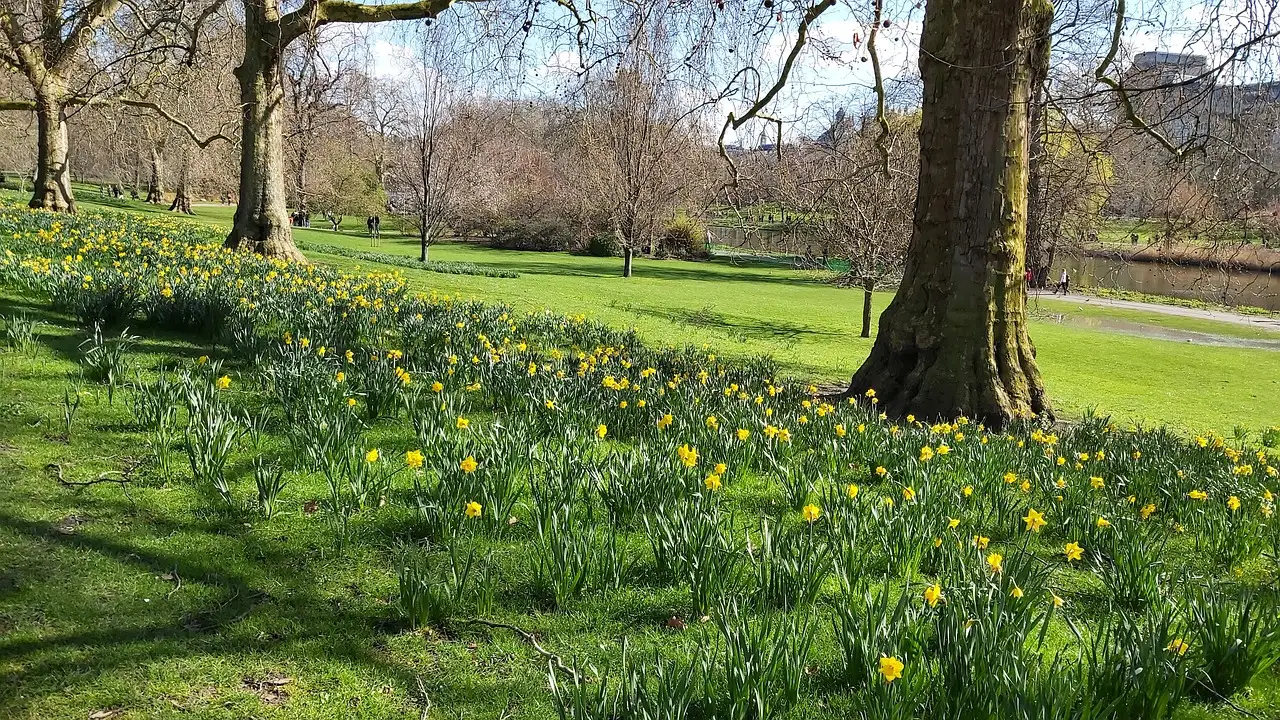 Daffodils in spring grass beneath large trees in a London park