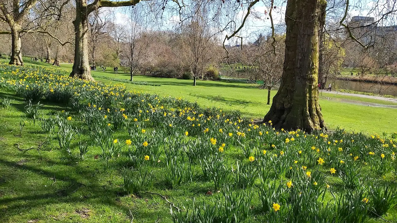 Daffodils in spring grass beneath large trees in a London park