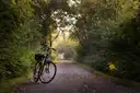 A bicycle standing on a leafy tree-lined path
