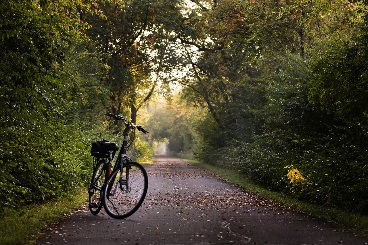 A bicycle standing on a leafy tree-lined path