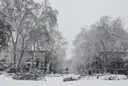 A garden square in Bloomsbury, near Russell Square, with tall trees under snow