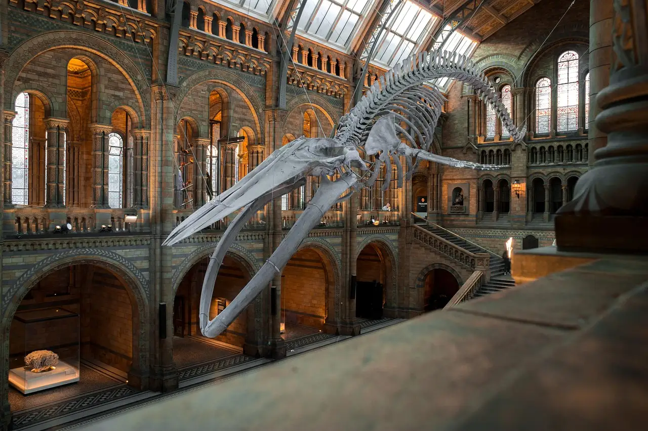A blue whale skeleton suspended in the great hall of the Natural History Museum in London