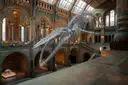 A blue whale skeleton suspended in the great hall of the Natural History Museum in London