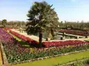 Beds of red and purple tulips around a palm tree in a sunken garden in Kensington Gardens
