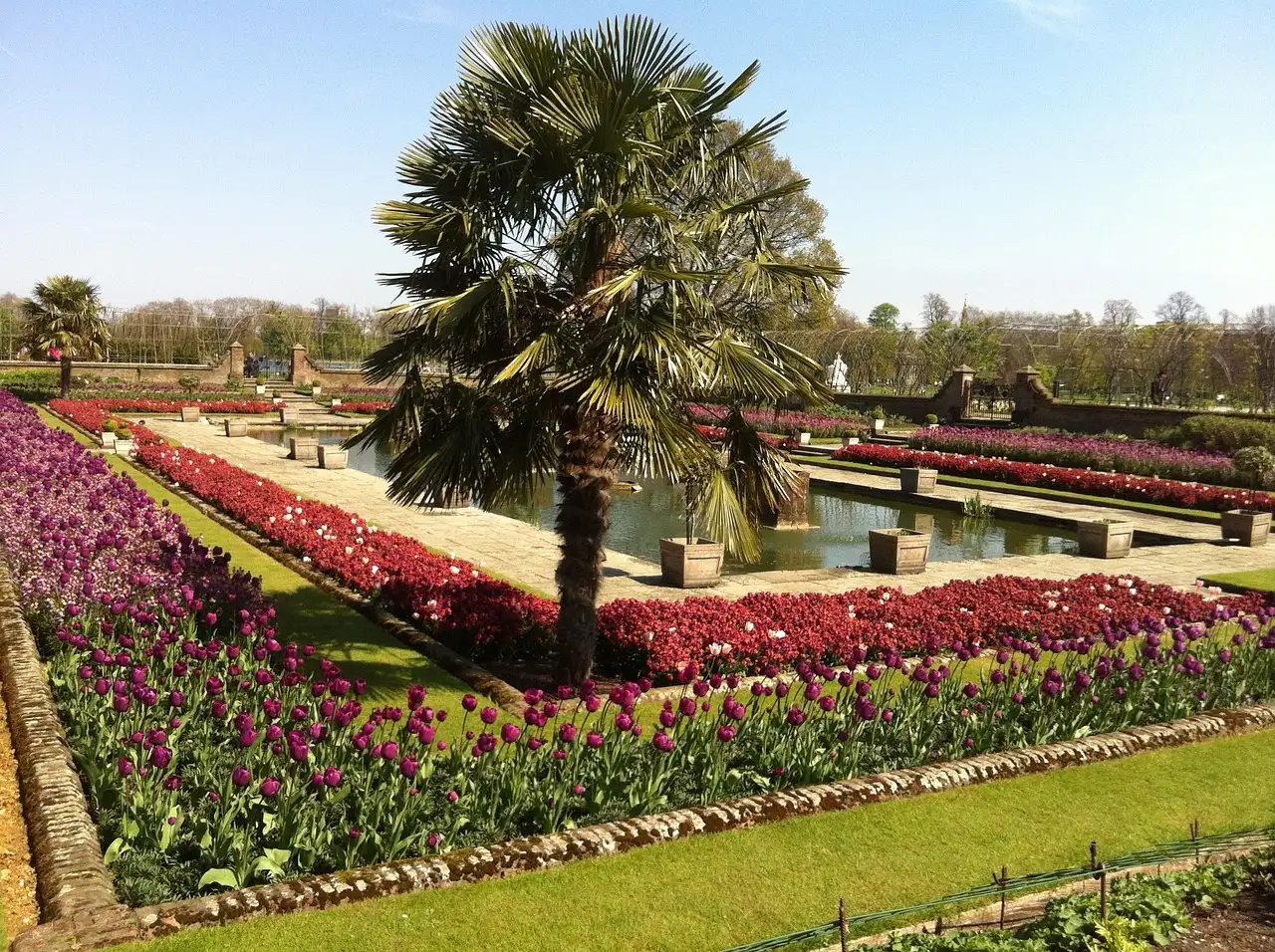 Beds of red and purple tulips around a palm tree in a sunken garden in Kensington Gardens