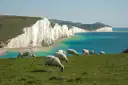 The white Seven Sisters cliffs above a turquoise sea, with sheep grazing in front
