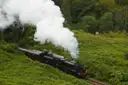 Black steam locomotive puffing white smoke along a green wooded hillside