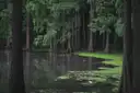 A still green pool among tall trees in a swampy forest